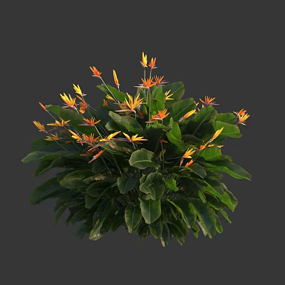 Lush Bird of Paradise Plant with Green Leaves and Orange Tropical Flowers 3d model