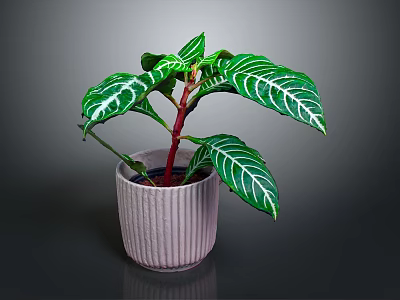 Tropical Houseplant With Green Leaves White Stripes And Red Stems In Pink Ribbed Pot 3d model