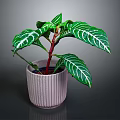Tropical Houseplant With Green Leaves White Stripes And Red Stems In Pink Ribbed Pot