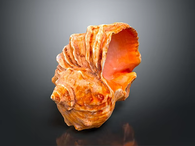 Orange Brown Conch Shell Showcasing Spiral Pattern And Glossy Open Interior 3d model