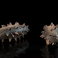 Spiky Brown Sea Cucumbers With Textured Bodies On Black Reflective Surface