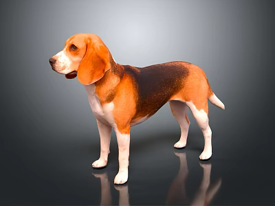 Beagle Dog With Brown And White Fur Standing On Shiny Floor Dark Background 3d model