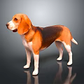 Beagle Dog With Brown And White Fur Standing On Shiny Floor Dark Background