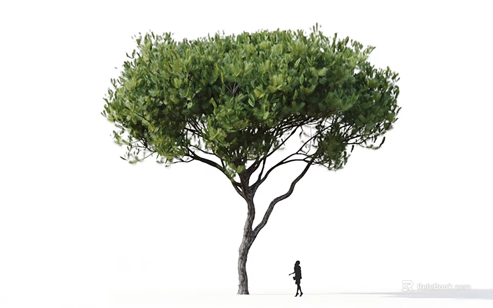 Tall Green Tree With Lush Foliage And Small Silhouette Person Beside 3d model 