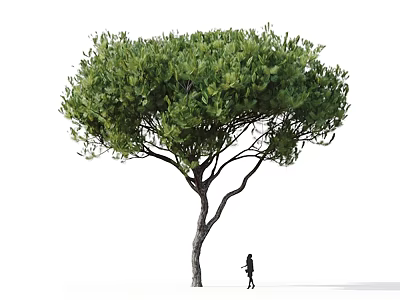 Tall Green Tree With Lush Foliage And Small Silhouette Person Beside 3d model