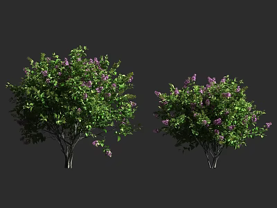 Two Lush Garden Shrubs With Green Leaves And Purple Flowers 3d model