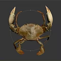 Isolated Realistic Orange Crab With Large Claws Standing In Detailed Pose On Dark Background