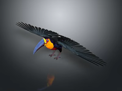 Toucan With Colorful Beak Spreading Wings On Gray Background With Reflection 3d model
