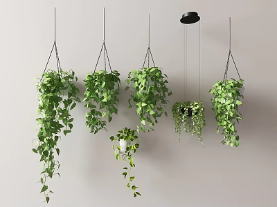Green Hanging Plants With Trailing Leaves In Hanging Planters On Minimalist Gray Wall 3d model
