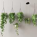 Green Hanging Plants With Trailing Leaves In Hanging Planters On Minimalist Gray Wall