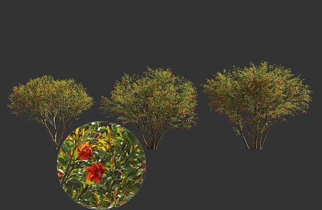 Pomegranate Flower Tree Landscape Sick Chinese Style National Style Ancient Tree Pond Street Tree 3d model