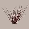 Red Branched Shrub With Slender Stems And Natural Shadow 3d model