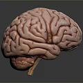 Realistic Human Brain 3D Model With Detailed Anatomical Surface Features