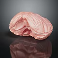 Pink Brain Anatomical Model Displayed On Black Background With Reflection 3d model
