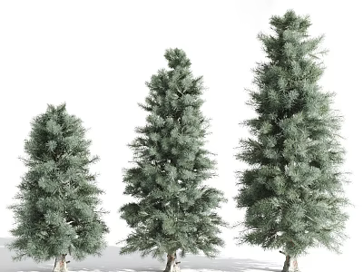 Three Green Arbor Trees With Different Heights And Lush Foliage 3d model