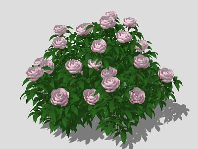 Vibrant Pink Roses With Lush Green Leaves In Round Garden Bush 3d model
