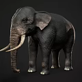 Gray Elephant With Long White Tusks And Wrinkled Skin Standing Isolated