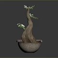 Potted Plant with Curved Trunk Green Leaves and White Flowers in Ceramic Pot Dark Background