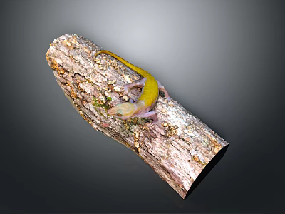 Vibrant yellow lizard perched on rough weathered tree bark in natural outdoor setting 3d model