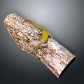 Vibrant yellow lizard perched on rough weathered tree bark in natural outdoor setting