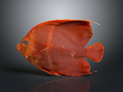 Red Fish With Round Body Large Eyes And Red Fins On Gray Background 3d model
