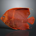 Red Fish With Round Body Large Eyes And Red Fins On Gray Background