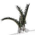 Elegant White Vase With Tall Green Palm Leaves For Indoor Decorative Plant