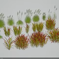 Diverse Collection of Ornamental Grasses With Green Red Foliage And Plumed Spikes