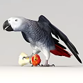 Blue Gray Parrot with Spread Wings Holding a Red and Yellow Apple