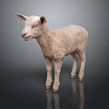 Cute Realistic White Lamb Standing On Dark Background With Reflection 3d model