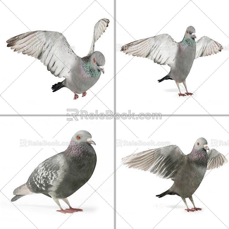 Pigeons 3d model