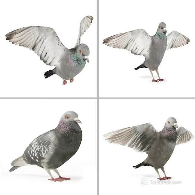 Various Pigeon Poses With Spreading Wings Standing Postures And Feather Details 3d model 