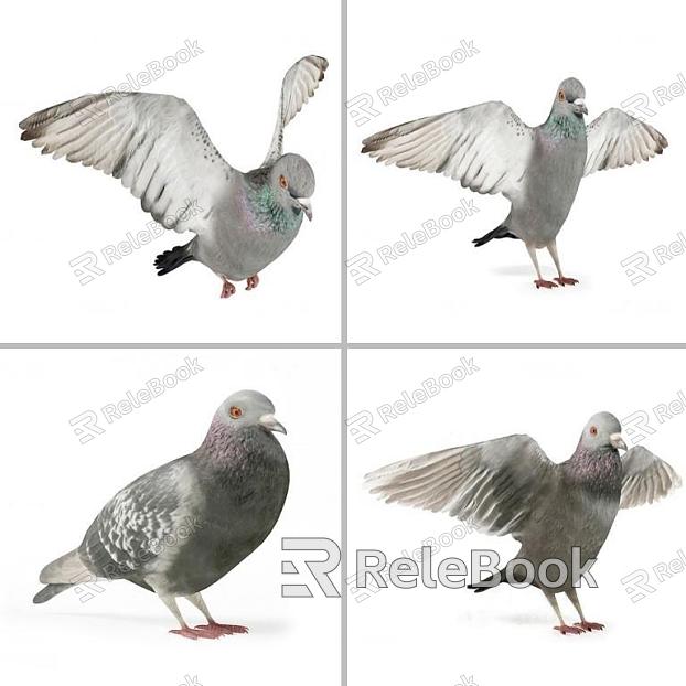 Pigeons model