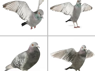 Various Pigeon Poses With Spreading Wings Standing Postures And Feather Details 3d model