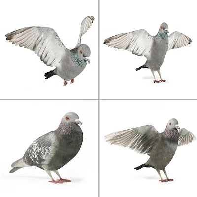 Various Pigeon Poses With Spreading Wings Standing Postures And Feather Details 3d model