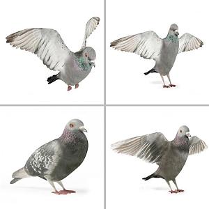 Pigeons 3d model