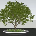 Circular Tree Pit With Green Tree And Small Plants On Paved Ground 3d model