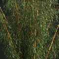 Yellow Bamboo Clump With Green Leaves On Black Background And Human Silhouette