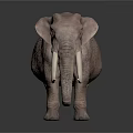 Gray Elephant 3D Model With Long White Tusks Standing On Dark Background