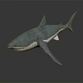 Realistic Blue Shark 3D Model With White Underbelly And Lifelike Features 3d model