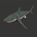 Modern shark great white shark whale shark hammerhead shark 3d model