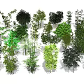 Various Types Of Green Bamboo Plants With Lush Foliage And Different Heights