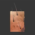 Head Skin Anatomical Structure Displaying Epidermis Dermis Subcutaneous Layers Hair Follicles Blood Vessels And Nerves