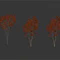 Three Trees With Red Leaves And Slender Trunks On White Background