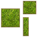 Indoor Living Plant Wall Decor With Multiple Gold Framed Panels On White Background