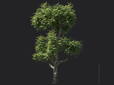 Lush Evergreen Arbor Featuring Thick Green Leaves And Natural Trunk Texture In Garden 3d model
