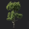 Lush Evergreen Arbor Featuring Thick Green Leaves And Natural Trunk Texture In Garden