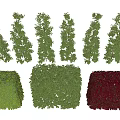 Different Types of Decorative Shrubs with Green and Red Foliage for Landscape Gardens