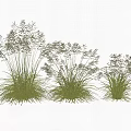 Three Different Sizes of Ornamental Grass with Green Leaves and Spikelets on Dark Background