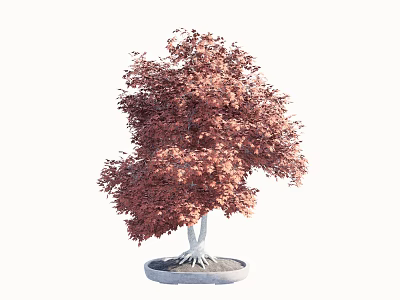 Bonsai Tree With Red Leaves And White Roots In Round Pot 3d model